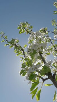 Vertical footage, Movement down along the trunk of Common pear, Pyrus communis with white flowers against blue sky and bright sun, in backlit, bottom view