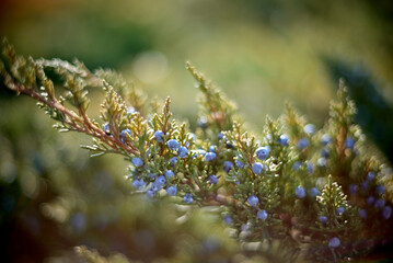 Juniper branch with blue berries and soft bokeh background
