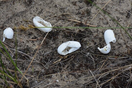 Broken turtle eggs on the ground in a pine forest, closeup