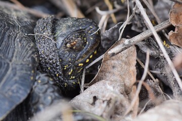 ant on a turtle on the ground, close-up of a tortoise