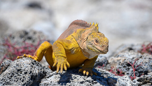 Yellow Iguana of Galapagos
