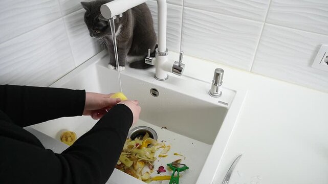 A cat at the kitchen sink, hand washing potatoes under running water. White sink, peeler and peeler, drops on the sides, home scene, top view. Washing potatoes under the supervision of a cat.