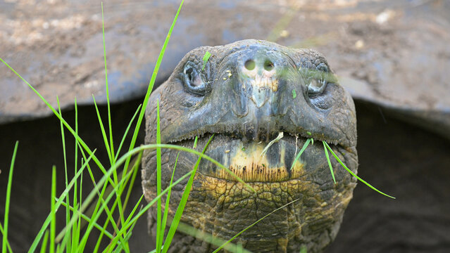 Tortuga close up eating grass