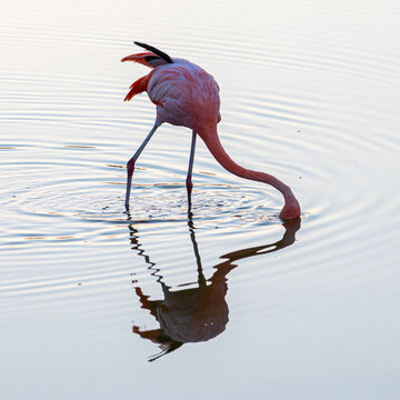 pink flamingo in the water, reflecting during sun set