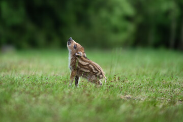 Wild boar baby close up ( Sus scrofa ) © Rudolf