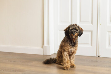 Portr&auml;t eines Cockapoo in seinem Zuhause