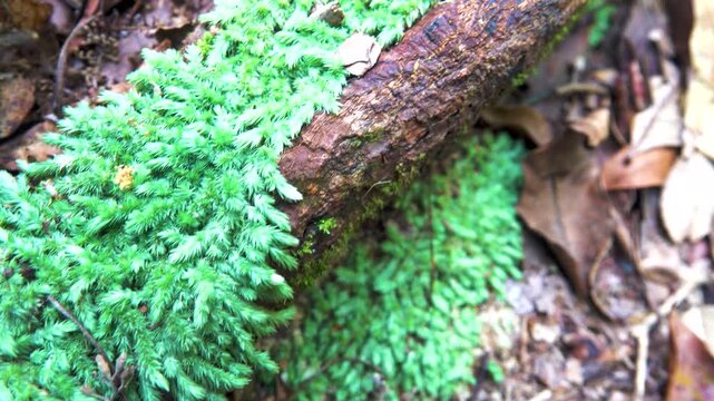 Tropical silken large leaf moss on a tree in the rainforest of Pening Island, Malaysia