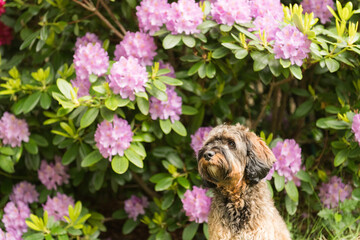 Cockapoo im bl&uuml;henden Garten