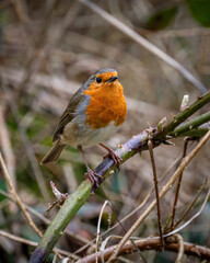 Fototapeta premium The bird robin sitting on a branch