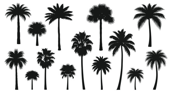 Silhouettes of various tropical palm trees on a white background.
