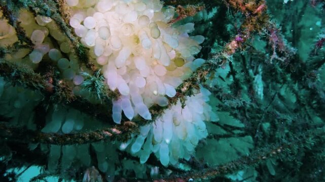 Relaxing underwater view of white bigfin reef squid eggs in a protective bamboo nest for sustainable biodiversity