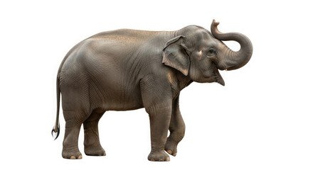 Obraz premium Majestic Asian Elephant Full Body Portrait with Trunk Raised, Isolated on a Pure White Background, Symbolizing Nature's Grandeur