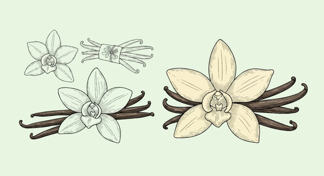 Delicate hand-drawn vanilla flowers and cured pods in vintage style