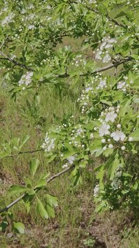 Vertical footage, Blossoming Hawthorn tree covered with white flowers and buds on a background of greenery