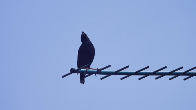 Asian glossy starlings (Aplonis panayensis strigata, ad). Penang island