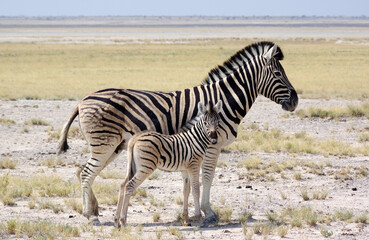 z&egrave;bres dans le parc national d'Etosha en Namibie
