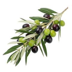 Branch of ripe and unripe olives isolated on transparent background