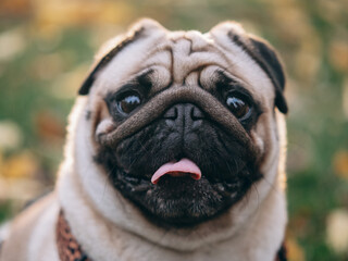 Close-up portrait of a young pug in an autumn park.