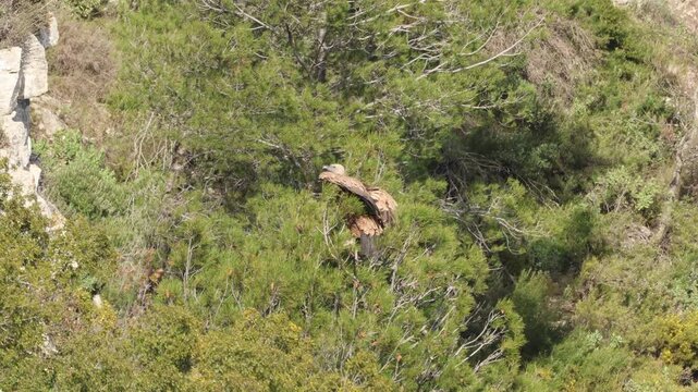 Buitre leonado aterrizando y plegando alas sobre matorral de monta&ntilde;a, Alcoy, Espa&ntilde;a