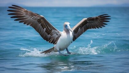Rare Blue Footed Booby with wings outstretched looking like it is walking on water in the Galapagos Islands