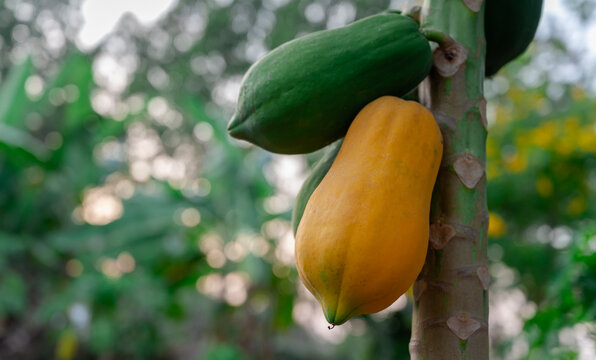 Ripe and Unripe Papaya Fruits Growing on Tree