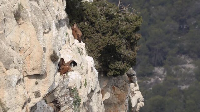 Buitre leonado dudando antes de despegar en el Barranc odel Cint, Alcoy, Espa&ntilde;a