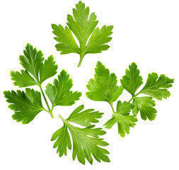 Parsley, isolated on transparent background	
