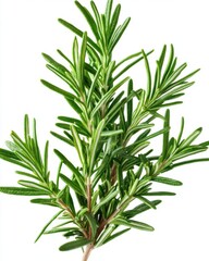 Obraz premium Fresh Rosemary Sprig on White Background rosemary fresh sprig herb green culinary ingredient spice