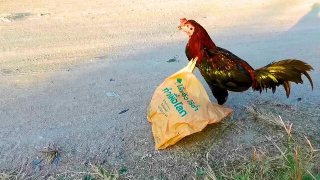 Chicken rooster animal bird caught in trash plastic bag.