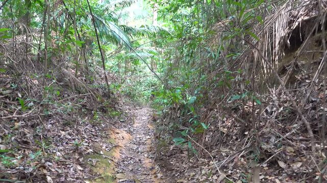 A path in tropical forest and steps made of tree roots. Old Malay trail. A traveler makes his way along path. Sounds of tropical jungle cicadas ringing