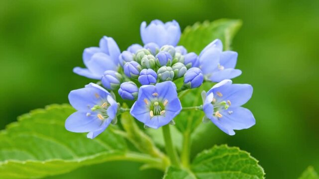 Hydrangea Flowers Blooming in Green Foliage.