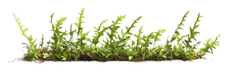 Obraz premium Wild Fern Icon Isolated on White Background for Nature or Landscaping