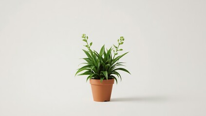 Fototapeta premium Small green houseplant in a terracotta pot against a white backdrop, minimal style