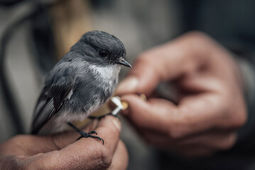 Obraz premium Ornithologist placing identification ring on bird’s leg, careful scientific work, shallow depth of field.