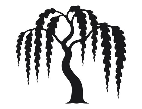 A Black and White of a Weeping Willow Tree with Long Hanging Branches silhouette