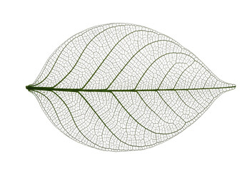 Delicate leaf skeleton with intricate green veins on transparent background