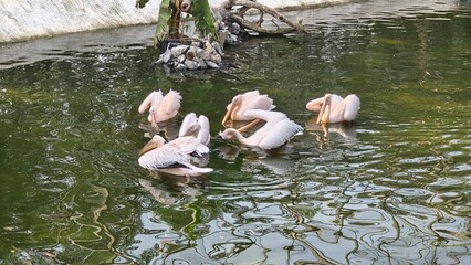 pelicans in the water