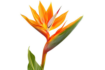 Vibrant bird of paradise flower
