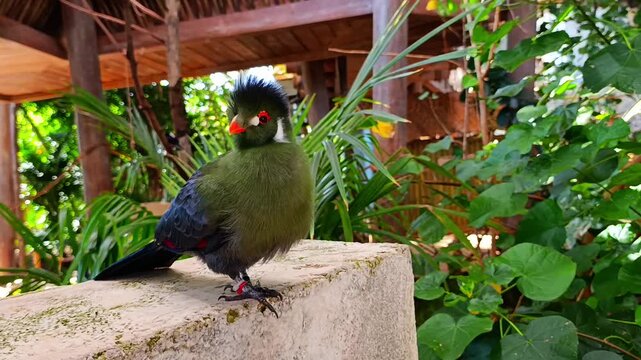 Green turaco bird sitting on a stone and looking curious at camera