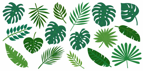 Assorted tropical leaves in varying shades of green isolated on white © Dibyendu