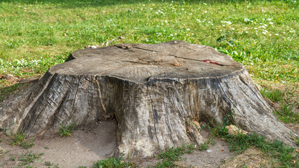 Fototapeta premium Large weathered tree stump with cracked wood texture on a grassy lawn in a park. Nature background, deforestation concept, outdoor detail with copy space.