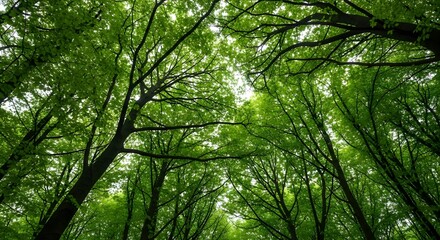 Fototapeta premium Looking Up Through Lush Green Forest Canopy on a Sunny Day.