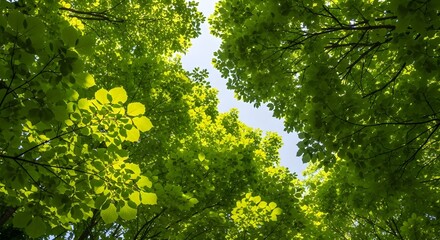 Fototapeta premium Vibrant Green Foliage Bathed in Sunlight Looking Up Through a Canopy of Trees.
