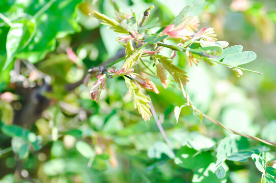 Tamarindus indica L, Indian date or Tamarind or FABACEAE or Tamarind tree and Tamarind leaf