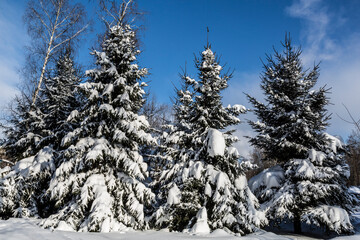 Obraz premium Winter landscape