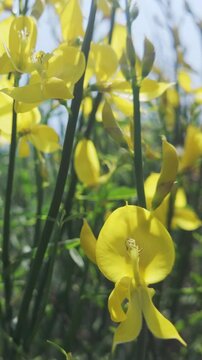 Vertical footage, Close-up of yellow flowers of Spanish broom, Spartium junceum sway in spring breeze against blue sky on sunny day