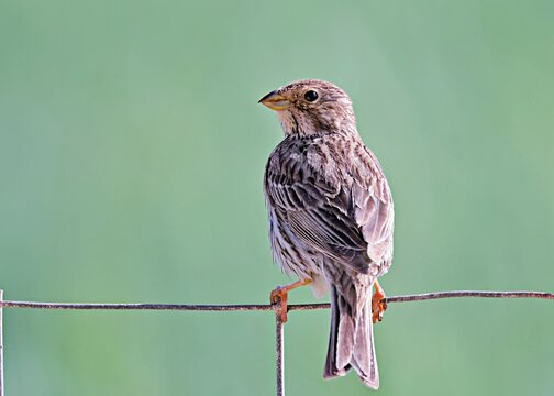 Corn Bunting - Miliaria calandra, Crete, Greece