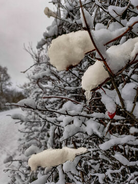 snow covered tree