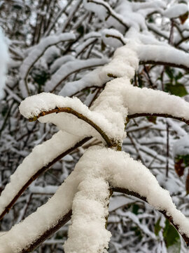 snow on tree