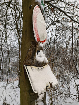 snow covered tree